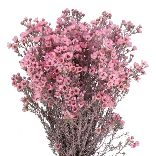 WAXFLOWER DYED NEW ROSE