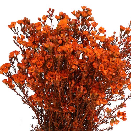 WAXFLOWER DYED ORANGE 80cm | Wholesale Dutch Flowers & Florist Supplies UK