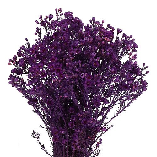 WAXFLOWER DYED PURPLE