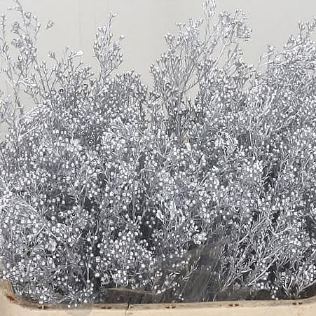 WAXFLOWER DYED SILVER