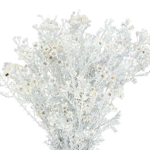 WAXFLOWER DYED WHITE