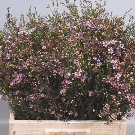 WAXFLOWER EARLY NIR