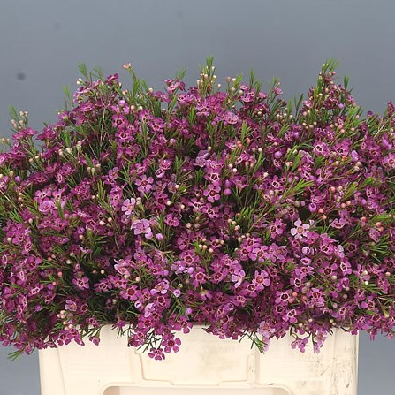 WAXFLOWER EDEN