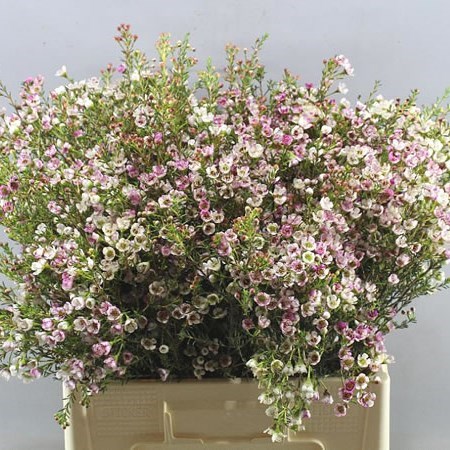 WAXFLOWER ELLA