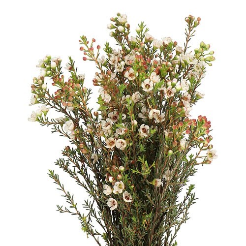WAXFLOWER ELLA