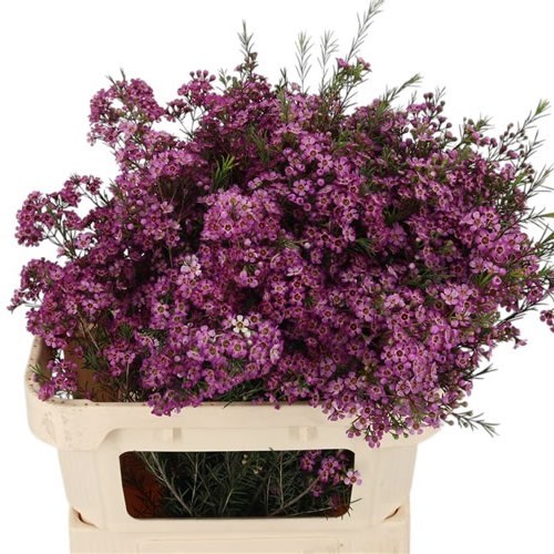 WAXFLOWER EMMA