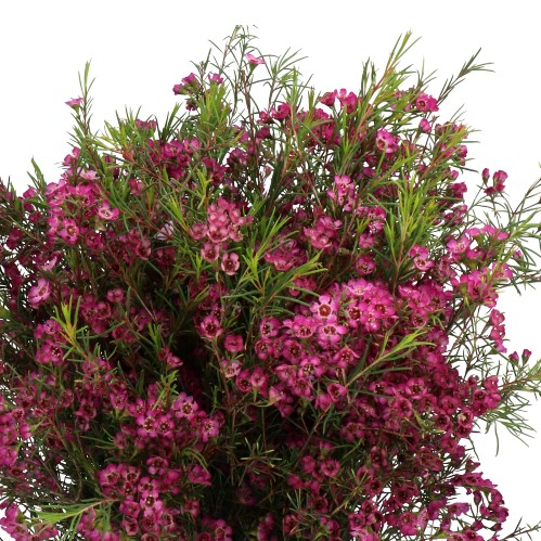 WAXFLOWER EMMA