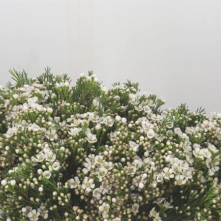 WAXFLOWER EVE