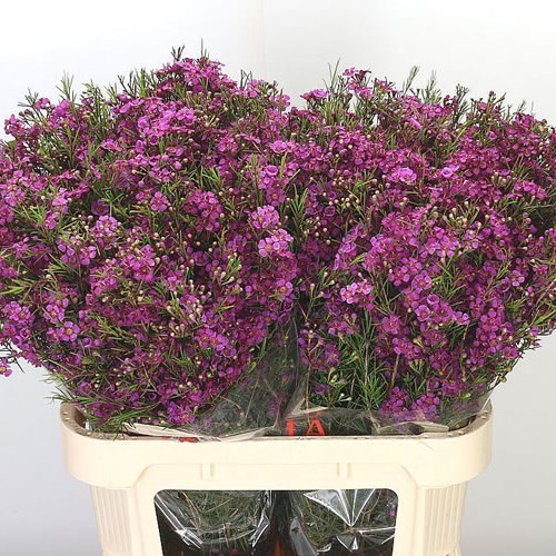 WAXFLOWER FREE SPIRIT