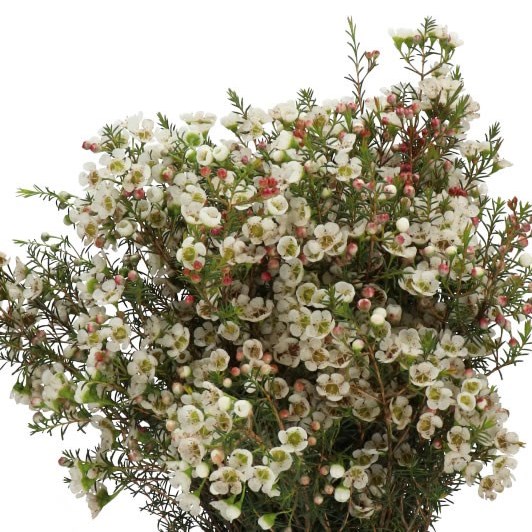 WAXFLOWER GIL