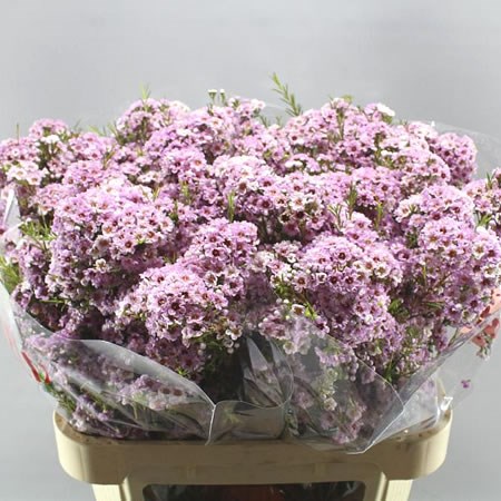 WAXFLOWER GISELLE