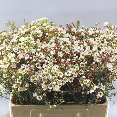WAXFLOWER HARMONY