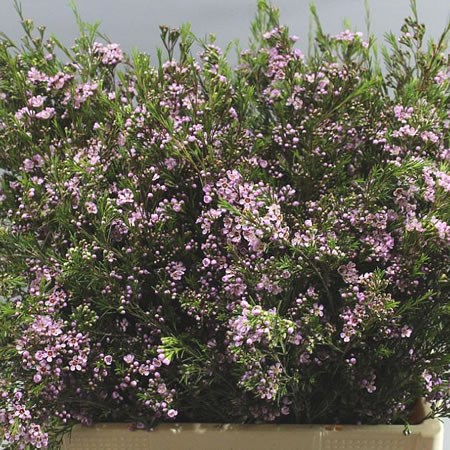 WAXFLOWER HILI