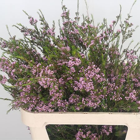 WAXFLOWER HILI