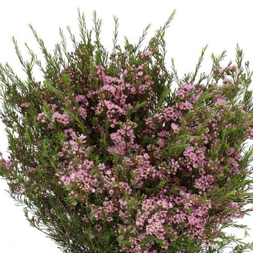WAXFLOWER HILI