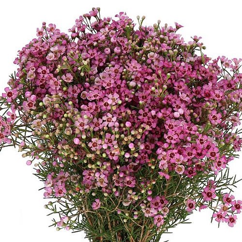 WAXFLOWER JUPITER 60cm 40gm Wholesale Dutch Flowers & Florist Supplies UK