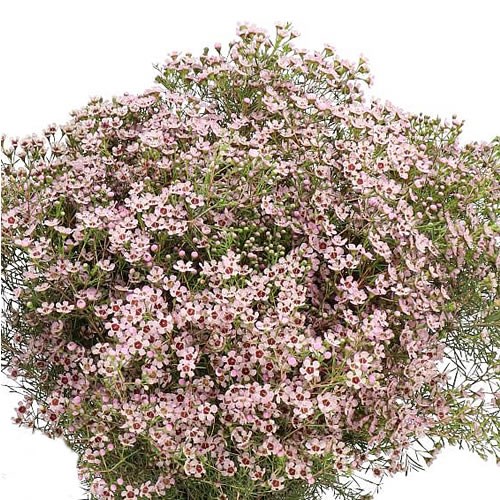 WAXFLOWER JUPITER SOL 60cm 30gm Wholesale Dutch Flowers & Florist