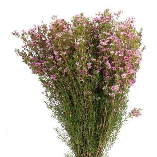 WAXFLOWER KERRYN