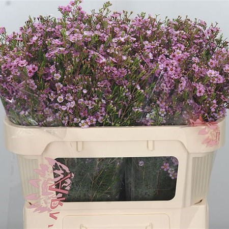 WAXFLOWER KERRYN