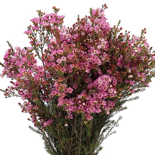 WAXFLOWER LADY