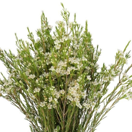 WAXFLOWER (Chamelaucium) LUNA