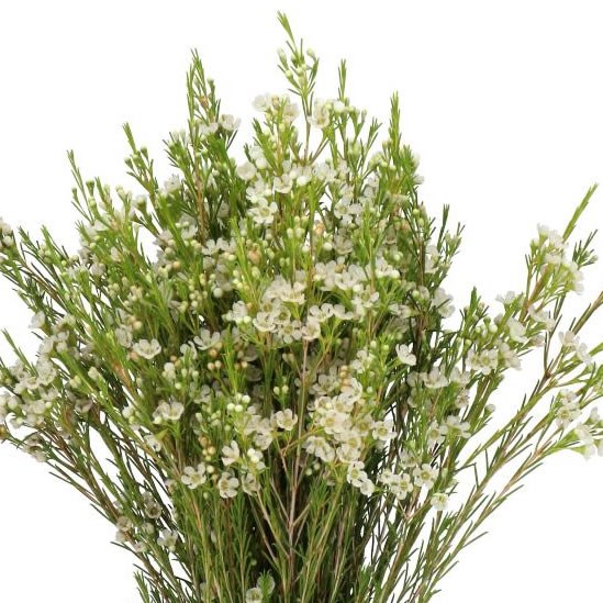 WAXFLOWER LUNA