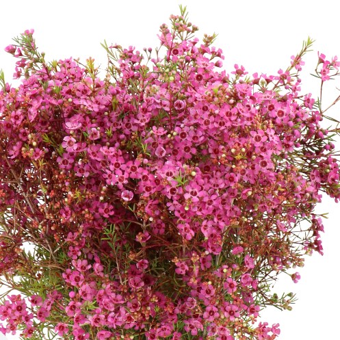 WAXFLOWER MARS