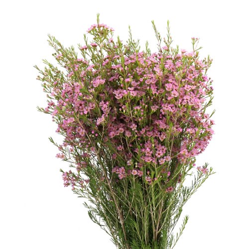 WAXFLOWER MICHAL