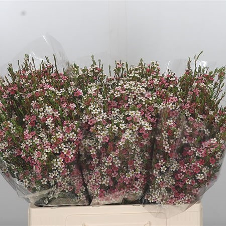 WAXFLOWER MY SWEET 16