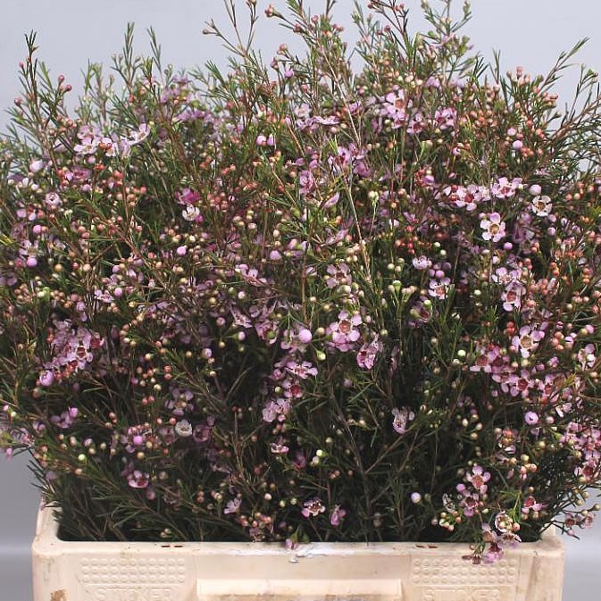 WAXFLOWER NIR