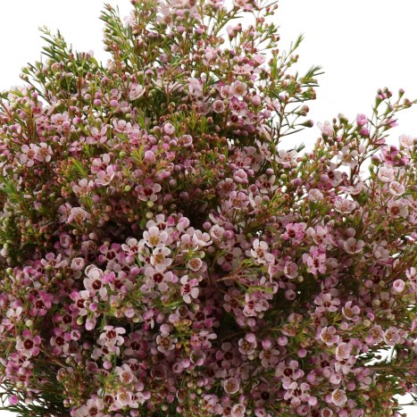 WAXFLOWER OCHANA