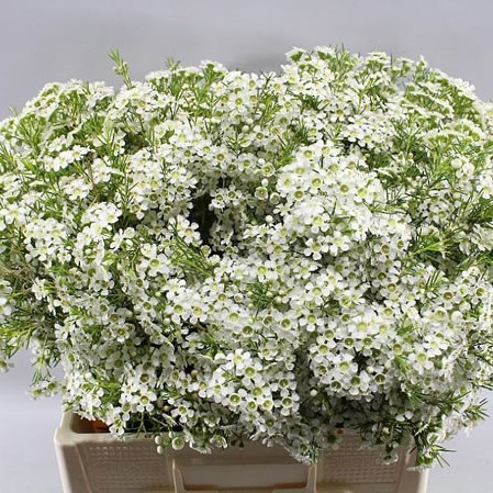 WAXFLOWER OFIR