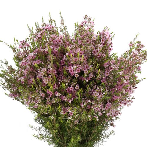 WAXFLOWER OLIVIA