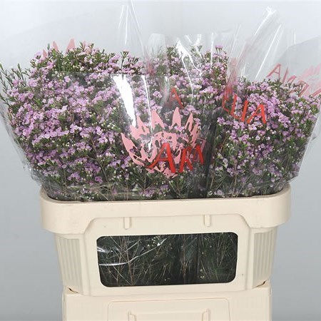 WAXFLOWER PIROUETTE