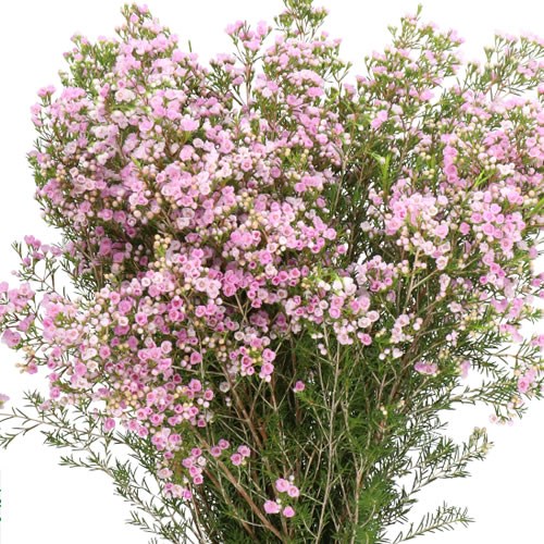 WAXFLOWER PIROUETTE