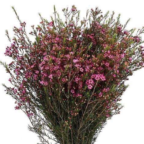 WAXFLOWER (Chamelaucium) PURPLE PRIDE