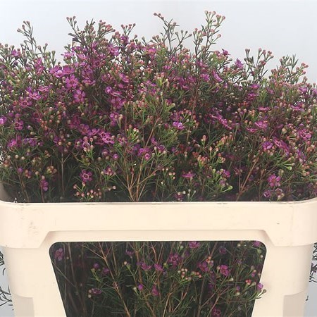 WAXFLOWER ROTEM