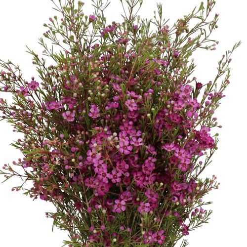 WAXFLOWER ROTEM