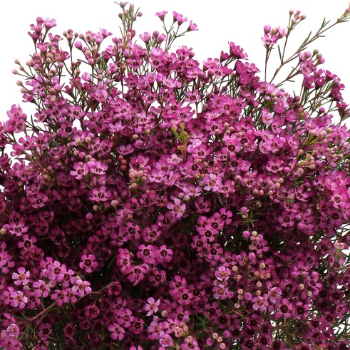 WAXFLOWER ROYAL PURPLE
