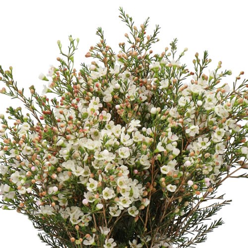 WAXFLOWER SEXY ICE
