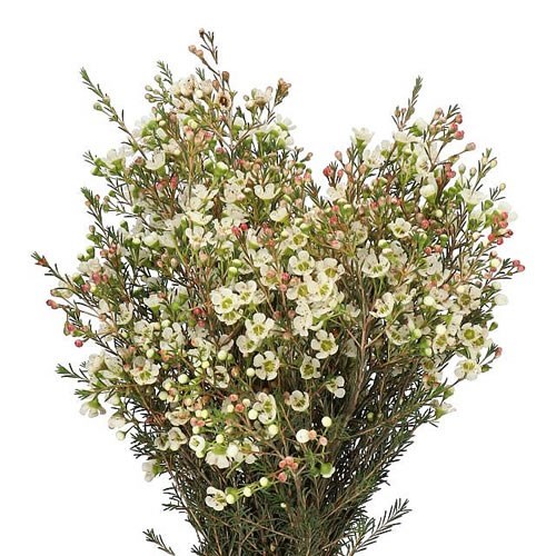 WAXFLOWER SIRIUS