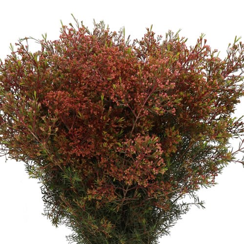WAXFLOWER VEGA BLADE