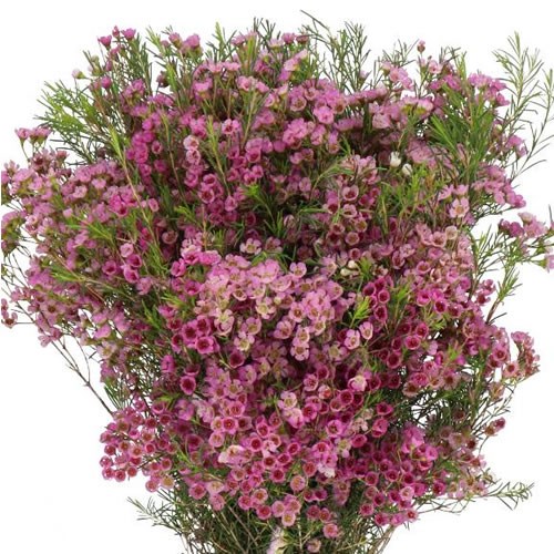 WAXFLOWER WENDY PINK