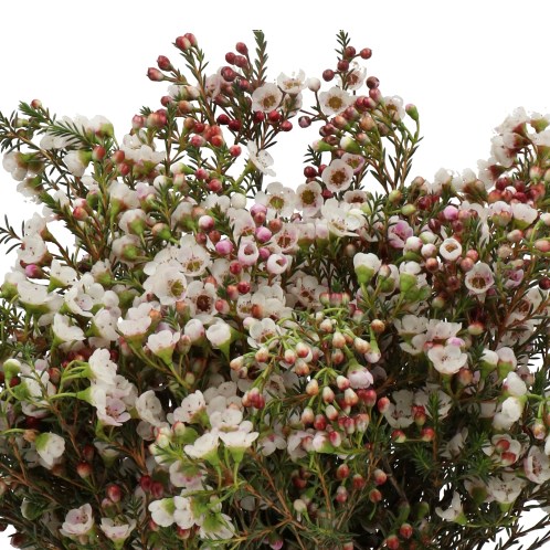 WAXFLOWER WHITE LION