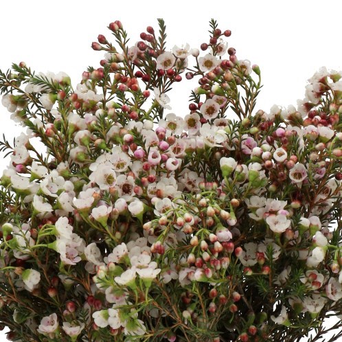 WAXFLOWER WHITE LION