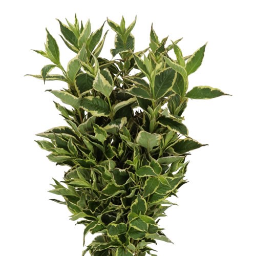 WEIGELA ELSTEAD