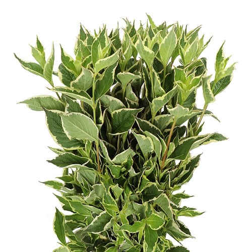 WEIGELA NANA VARIEGATED
