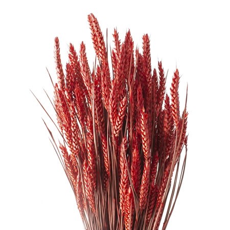 WHEAT DYED RED