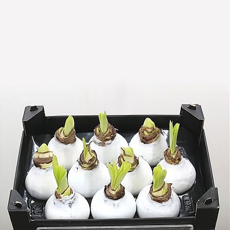 Waxed Amaryllis - White