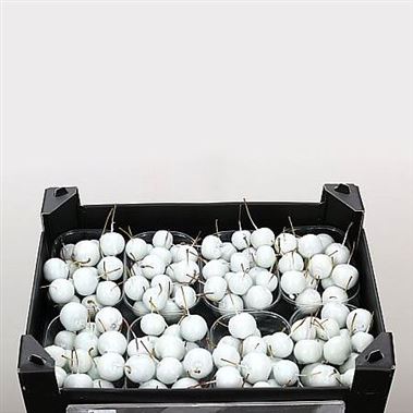 Waxed Apples Small - White
